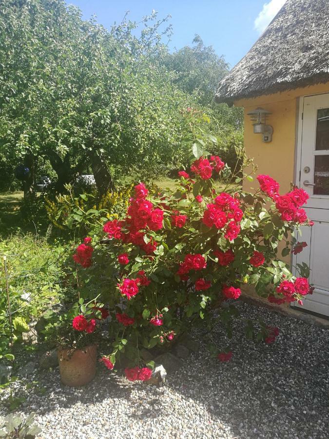 Bella Bed&Breakfast Stevns Arnoje Esterno foto